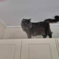 Photo of Athena
