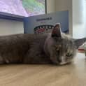 Photo of Sapphire 