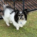 Photo of Angel 😇 1yo Papillion X (On Trial10/6/24)