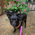 Photo of Dolly