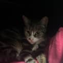 Photo of Bella