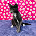 Photo of Pepper Potts Located In Preston