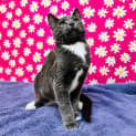 Photo of Pepper Potts Located In Preston