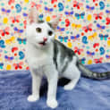 Photo of Greggie   Located In Preston