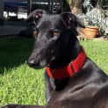 Photo of Ace, The Greyhound
