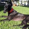 Photo of Ace, The Greyhound