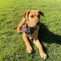 Photo of Angus