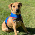 Photo of Angus