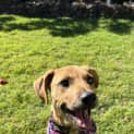 Photo of Angus