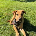 Photo of Angus