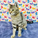 Photo of Ladybug Located In Preston