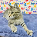 Photo of Ladybug Located In Preston