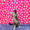 Photo of Hawkeye Located In Preston