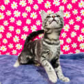 Photo of Hawkeye Located In Preston