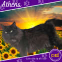 Photo of Athena