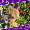 Photo of Rusty