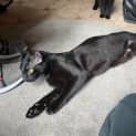 Photo of Jiji
