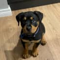 Photo of Maisey