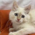Photo of Munchkin