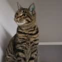 Photo of Sully