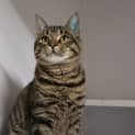 Photo of Sully