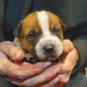 Photo of Chilli