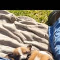 Photo of Chilli