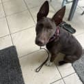Photo of Roo