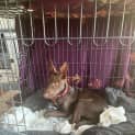 Photo of Roo