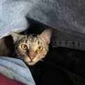 Photo of Ori