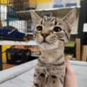 Photo of Ori
