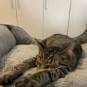 Photo of Ori