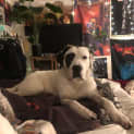 Photo of Griffin