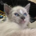 Photo of Shiloh