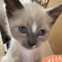 Photo of Shiloh
