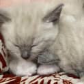 Photo of Sheera