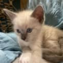 Photo of Sheera