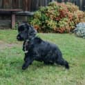 Photo of Scarlett Elphinstone