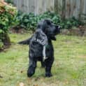 Photo of Scarlett Elphinstone