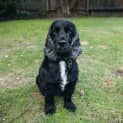 Photo of Scarlett Elphinstone