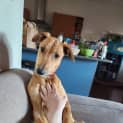 Photo of Wisp