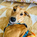 Photo of Wisp