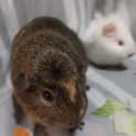 Photo of Carrots & Parsnip
