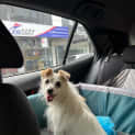 Photo of Amore