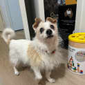 Photo of Amore