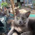 Photo of Topaz