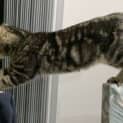 Photo of Zippy