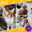 Photo of Atari