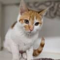 Photo of Nacho