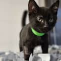Photo of Dennis